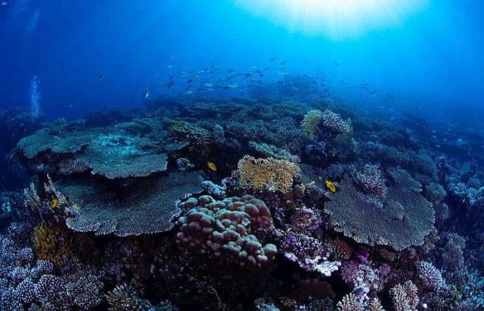 لؤلؤة في قلب طبيعة خلابة.. 144 نوعًا من الشعب المرجانية تعزز التجربة السياحية في "أمالا"