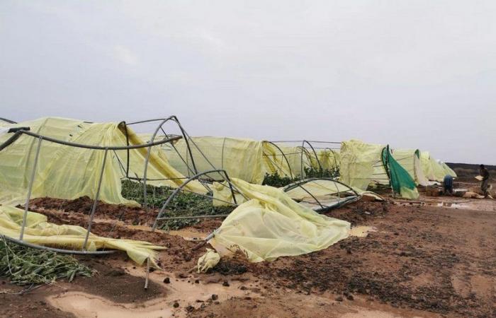 أمطار المهد .. تضرر هكتارات من المزارع والبيوت المحمية بـ"الصعبية"
