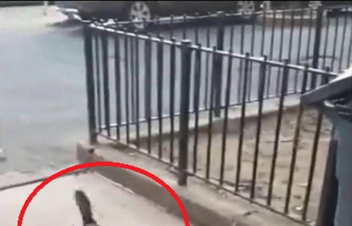 فيديو مخيف.. يوم توحشت الفئران في غياب الإنسان