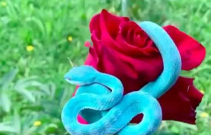 "الأحمر والأزرق".. فيديو مخيف للجمال القاتل