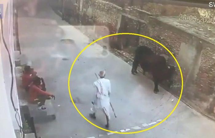 فيديو الاستفزاز.. شاهد أسرع عقاب من ثور لرجل هندي