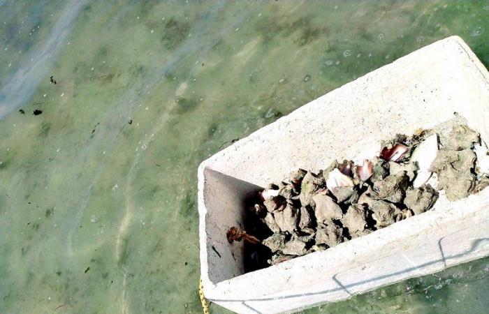 حرس الحدود يضبط 8 مواطنين ومقيمين خالفوا نظام الصيد البحري في جدة