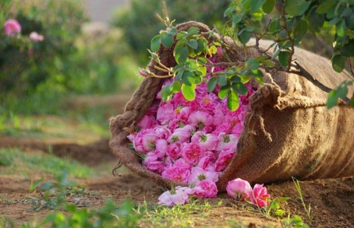 "الغامدي": الطائف تُنتج 500 مليون وردة سنويًّا