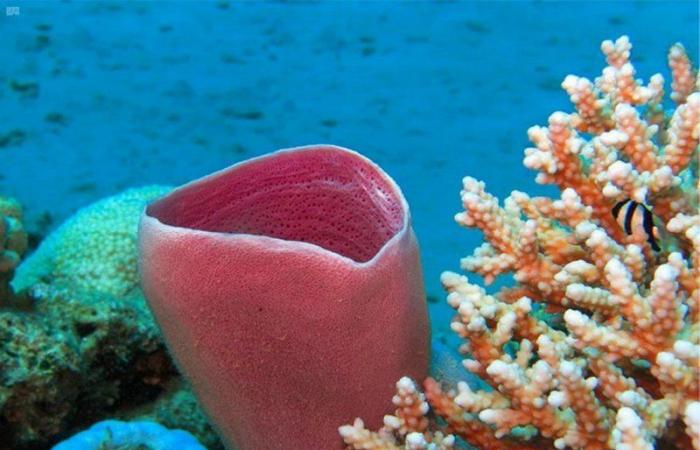 طموح سعودي لتحفيز العالم لزيادة حجم الشعاب المرجانية 10%
