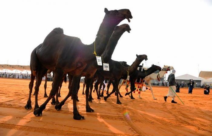 مهرجان الملك عبدالعزيز للإبل.. "ابن نادر" يتصدر بـ"فزعة" و"فزاعة" في شوط "دق المجاهيم"‎