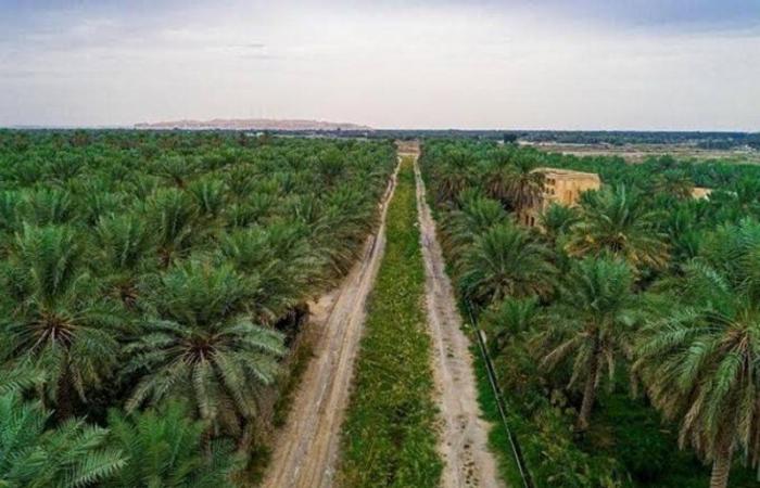 شتاء السعودية يكشف أسرارًا مذهلة عن السياحة الزراعية في الأحساء
