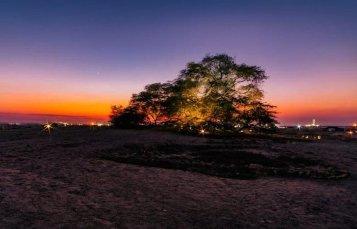 لغز يحير زوارها.. شاهد شجرة وحيدة في صحراء البحرين منذ أكثر من قرن