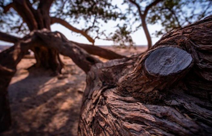 لغز يحير زوارها.. شاهد شجرة وحيدة في صحراء البحرين منذ أكثر من قرن