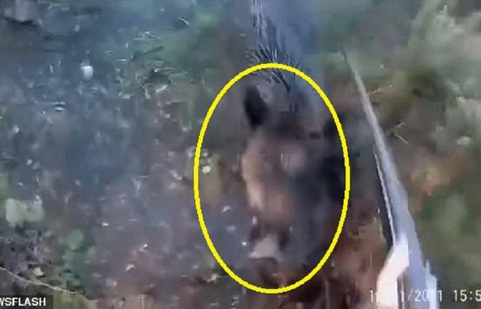 فيديو الصراخ .. أطلقت النار على خنزير فأرغمها على مواجهة مباشرة
