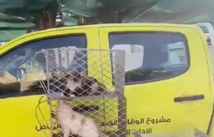 فيديو "جمع القطط الضالة" يتفاعل برد "أمانة الرياض": وفق البروتوكول