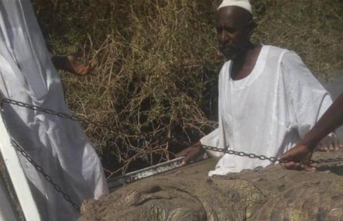 بالفيديو.. مزارع سوداني يصطاد تمساحًا عملاقًا التهم شخصَيْن