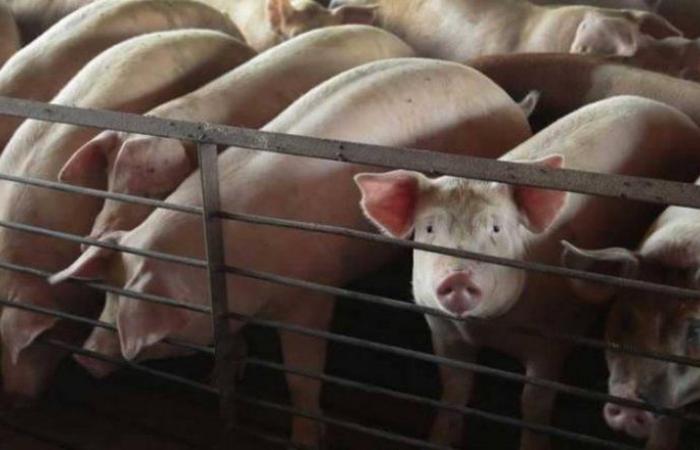 الصين تعلن تفشي "حمى الخنازير" في إقليمين