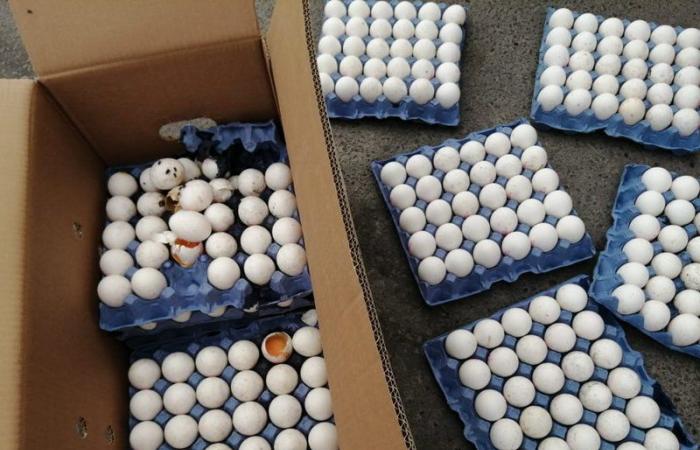 ضبط ٧ أطنان بيض فاسد قبل توزيعه في سوق الخضار بالدمام