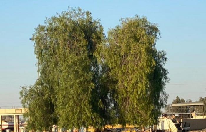 شجرة تيماء.. قصة صمود بدأت بفسيلة قبل 4 عقود