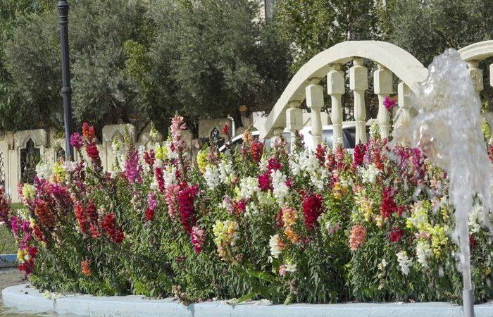 "أمانة حائل" تزرع مليون زهرة بالميادين.. وأمينها: نؤمن بأهمية الرقعة الخضراء