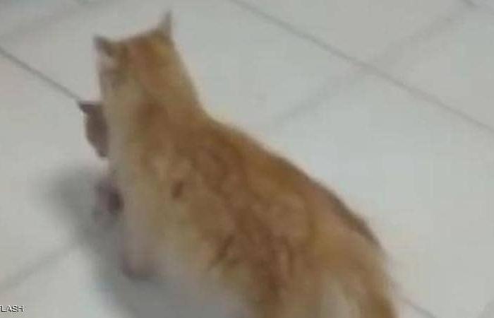 بالفيديو.. قطة تحمل مولودها المريض وتنقله إلى المستشفى
