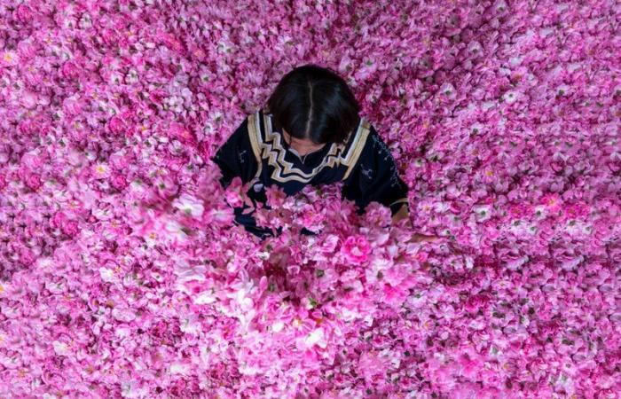 بأيدي نساء سعوديات.. أرامكو تدشن مصنع الورد الطائفي "روزيار"