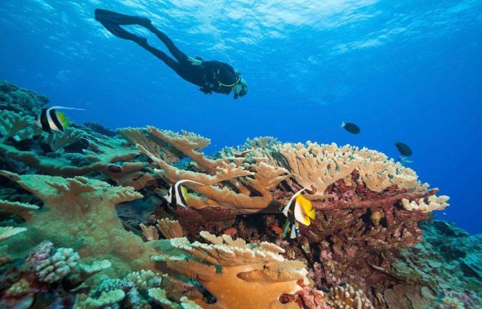 لاستكشاف الشعاب المرجانية.. شراكة بين "مؤسسة خيرية" ووكالة ناسا
