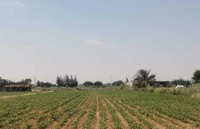 قافلة إرشادية لتوعية المزارعين بطرق رى وتسميد محصول القطن في الإسكندرية (صور)
