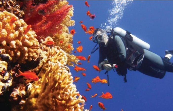 مشروع مشترك يجمع نيوم وكاوست لإنشاء أكبر حديقة مرجانية في العالم