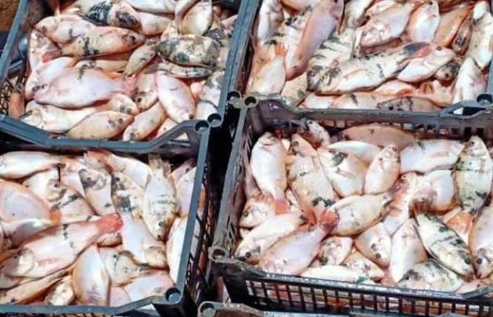 التموين: انخفاض أسعار السمك البلطي.. والجمبري بـ 120 جنيهًا