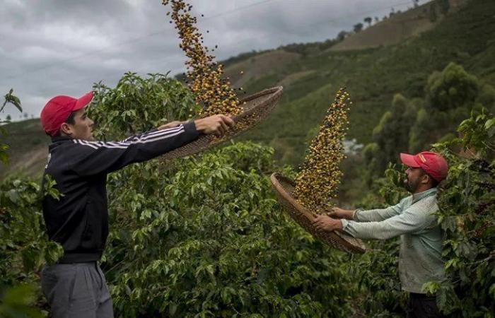 رحلة لدمج النكهات.. مزارع القهوة البرازيلية في انتظار التجار السعوديين