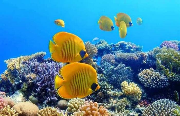 مطالب للسياحة والبيئة بإنشاء خريطة تفاعلية بأهم مواقع الغوص في البحر الأحمر