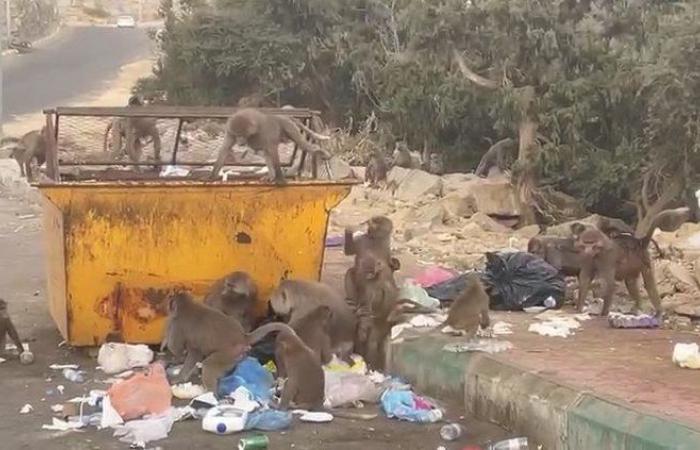 شاهد.. "قطعان القردة" تهدد الأهالي والسياح وتُبعثر النفايات في "مرير النماص".. والبلدية توضح