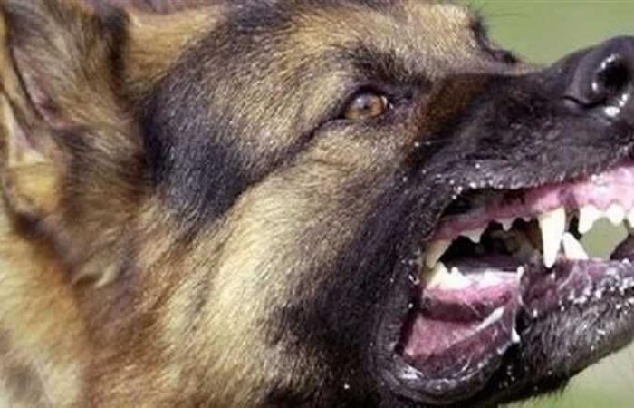 9 إلتزامات حددها قانون «حيازة الحيوانات الخطرة والكلاب» (تعرف عليها )