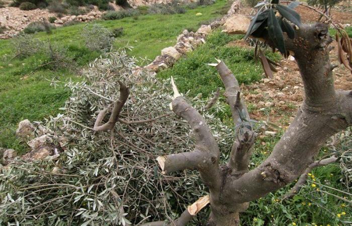 مستوطنون يتلفون المئات من شتلات الزيتون في بلدة الخضر جنوب بيت لحم