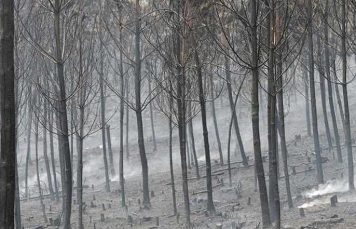 مسؤول: حريق غابات ضخم في شمال غرب إسبانيا أُشعل عمدا