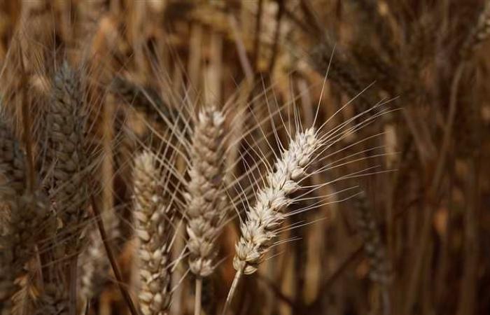 نقيب الفلاحين يتوقع زيادة إنتاجية الموسم المقبل من القمح مع ثبات المساحات المنزرعة