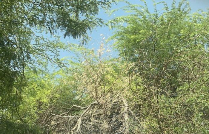 شجرة ضخمة تهدد مركبات منسوبي إحدى المدارس جنوب الرياض