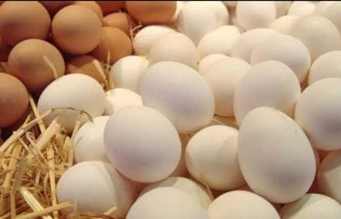 منتجي الدواجن: ارتفاع أسعار الأعلاف عالميا سبب زيادة سعر البيض