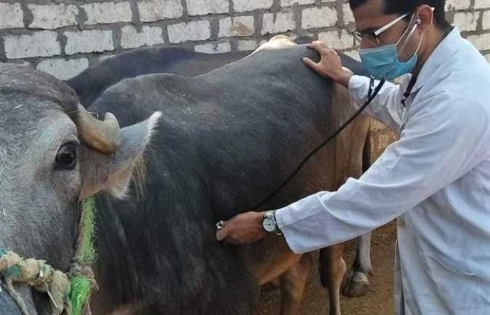قافلة بيطرية تعالج 330 رأسًا من الحيوانات بقرية «الشيخ مكرم» بسوهاج