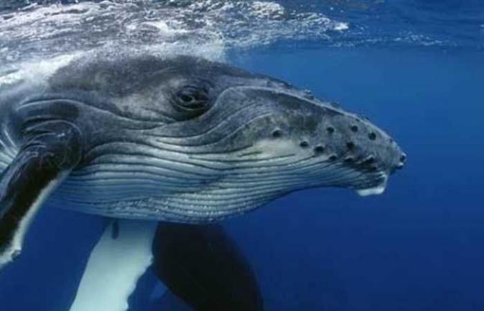 ماذا تعرف عن السباح الماهر .. الحوت الباليني (صور)