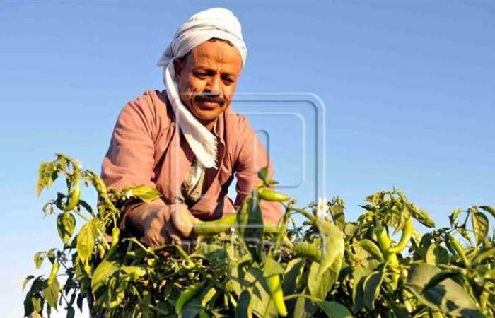 رئيس «التغير المناخي» بالزراعة: 5 إجراءات لحماية المحاصيل من الطقس السيئ