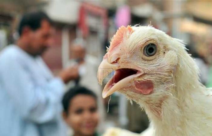 الوضع صعب وخطير.. منظمة عالمية: إنفلونزا الطيور الجديدة أكثر قدرة على الانتشار بين البشر