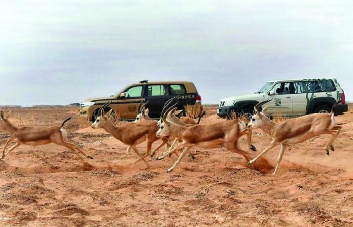 إعادة توطين 65 غزالا في محمية الملك سلمان