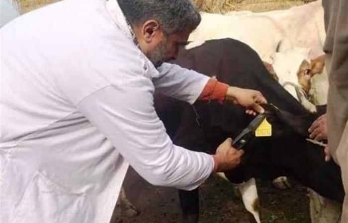تحصين 15 ألف رأس ماشية ضد مرض الجلد العقدي للأبقار وجدري الأغنام في الغربية