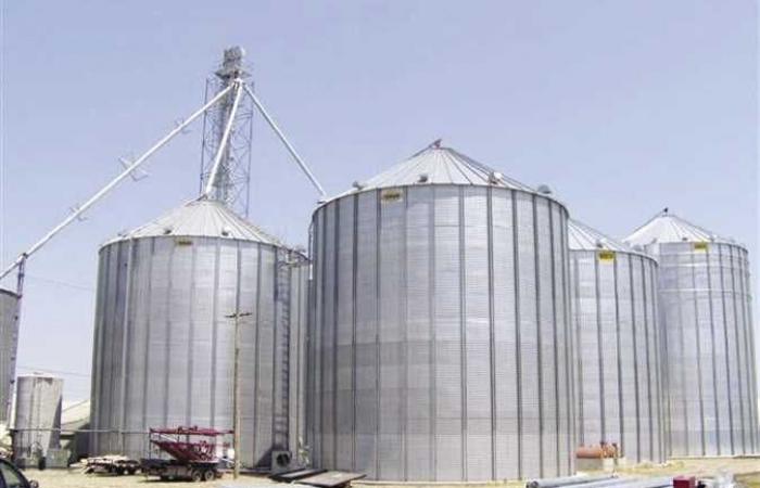 مصدر حكومي: «خطة لزيادة المساحة المزروعة من القمح إلى مليون فدان»
