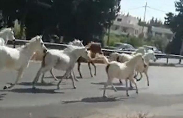 فيديو .. الأردن : هروب خيول الى الشوراع اثر حريق شب في منطقة حرجية