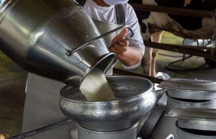 " الزراعة " : اتفاق على سعر بيع الحليب من المزارع بواقع 53 قرشا للكيلو غرام