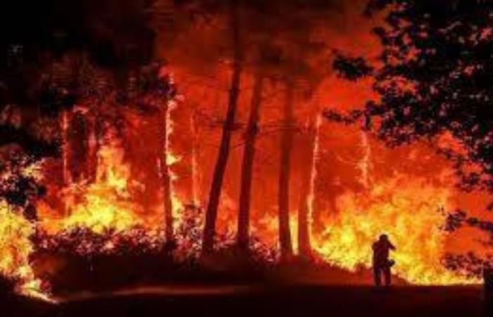 الجزائر.. فتح تحقيقات في حرائق الغابات بعد حصيلة وفيات مرعبة
