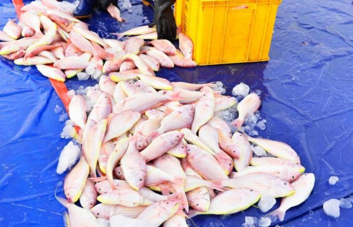 تراجع القوى العاملة في صيد الأسماك - #عاجل
