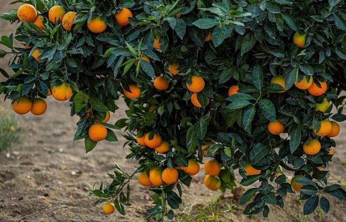 زراعة 49 مليون شجرة فاكهة وليمون في السعودية