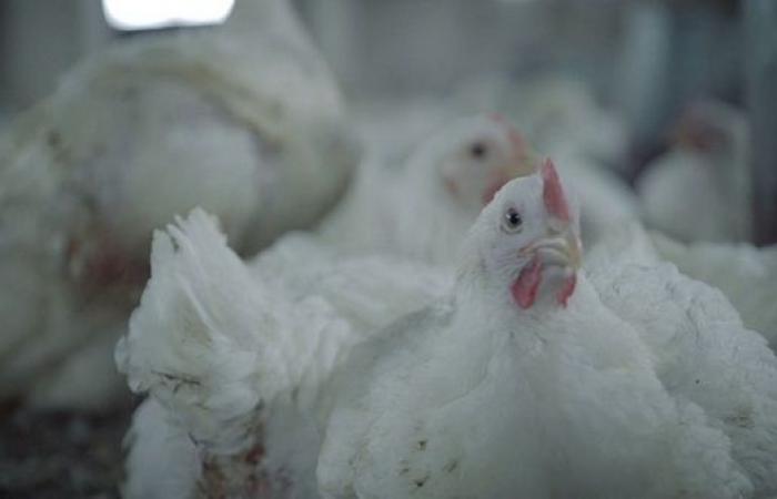 الاردن : إلغاء تحديد السقوف السعرية للدجاج الطازج والنتافات