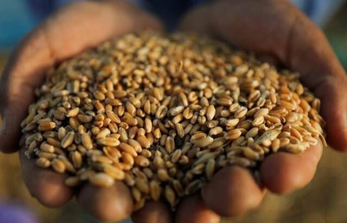 "أكساد": إفريقيا تستورد 93% من القمح من روسيا وأوكرانيا