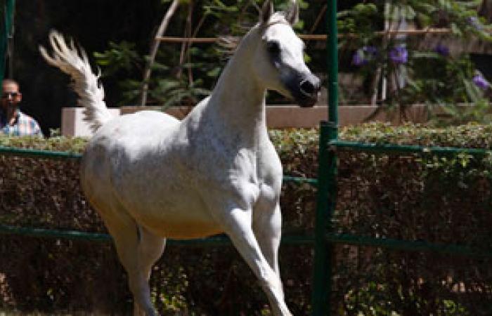 الإمارات تعد قانونا يجرّم استيراد واستخدام منشطات الخيول