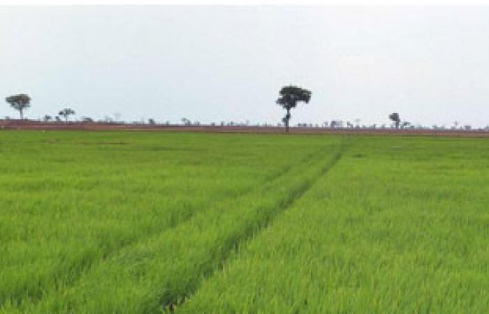 "الرى": زراعة 665 ألف فدان أرز بزيادة 3 أضعاف العام الماضى